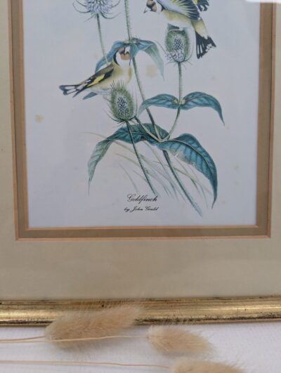 Illustration ornithologique ancienne de John Gould représentant deux chardonnerets sur des chardons