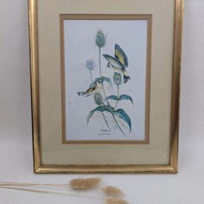 reproduction encadrée de John Gould représentant 2 chardonnets.