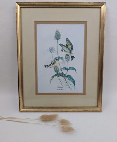 reproduction encadrée de John Gould représentant 2 chardonnets.