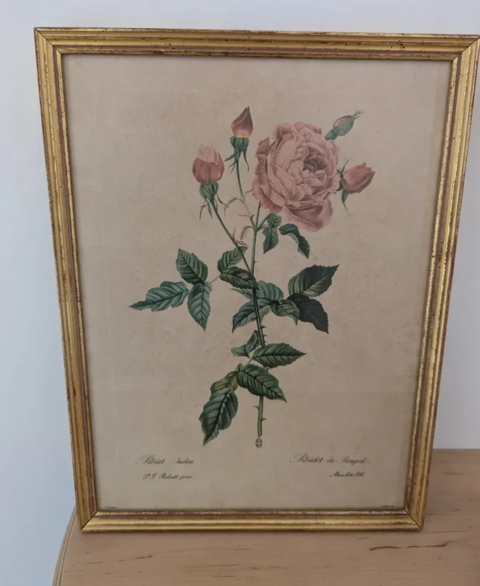 Ltihographie planche botanique encadrée de P.J Redouté ROSA INDICA