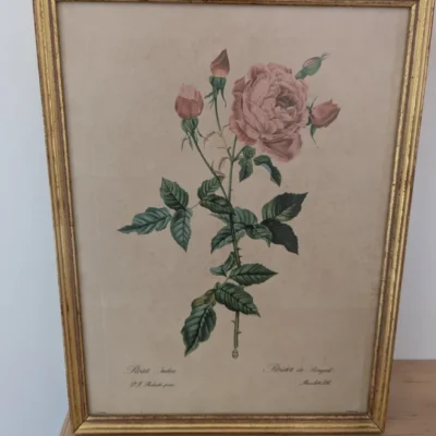 Ltihographie planche botanique encadrée de P.J Redouté ROSA INDICA