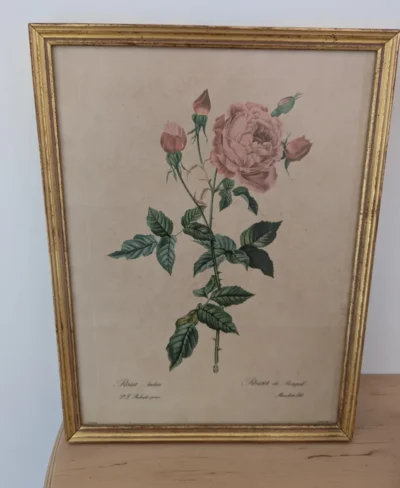 Ltihographie planche botanique encadrée de P.J Redouté ROSA INDICA
