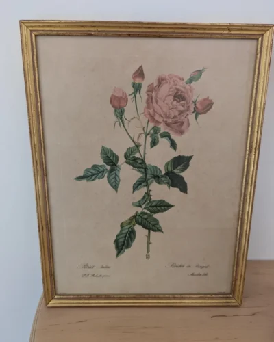 Ltihographie planche botanique encadrée de P.J Redouté ROSA INDICA