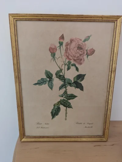 Ltihographie planche botanique encadrée de P.J Redouté ROSA INDICA