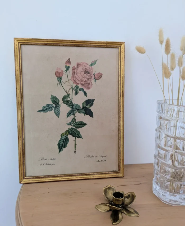 Ltihographie planche botanique encadrée de P.J Redouté ROSA INDICA Villa Brieg