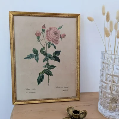 Ltihographie planche botanique encadrée de P.J Redouté ROSA INDICA Villa Brieg