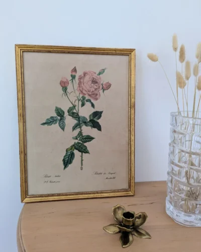 Ltihographie planche botanique encadrée de P.J Redouté ROSA INDICA Villa Brieg