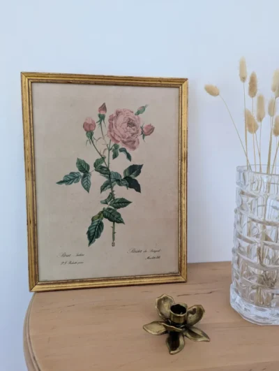 Ltihographie botanique Redouté ROSA INDICA Villa Brieg