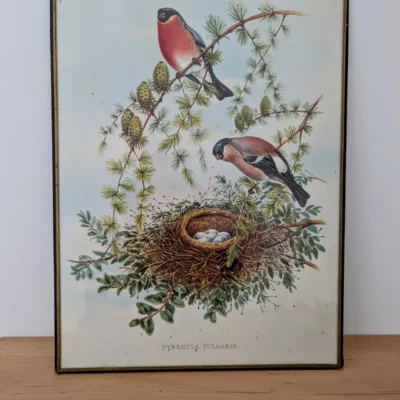 Lithographie vintage de bouvreuils pivoine Pyrrhula Vulgaris inspirée de John Gould, cadre noir et doré sous verre.