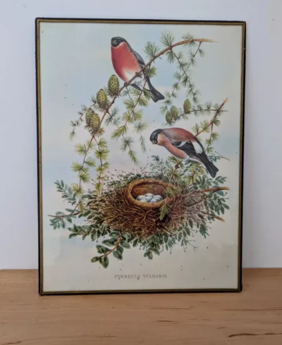 Lithographie vintage de bouvreuils pivoine Pyrrhula Vulgaris inspirée de John Gould, cadre noir et doré sous verre.
