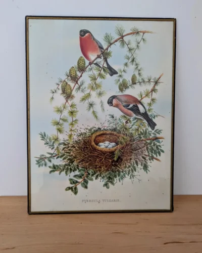 Lithographie vintage de bouvreuils pivoine Pyrrhula Vulgaris inspirée de John Gould, cadre noir et doré sous verre.