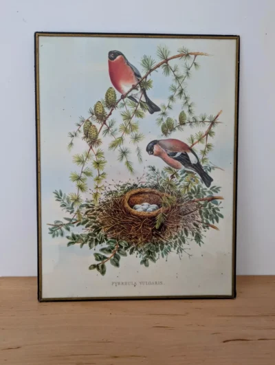 Lithographie vintage de bouvreuils pivoine Pyrrhula Vulgaris inspirée de John Gould, cadre noir et doré sous verre.