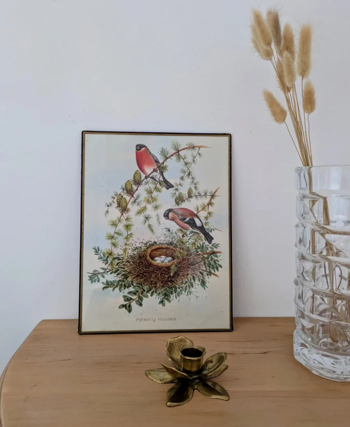 Lithographie ancienne représentant deux oiseaux près d'un nid.