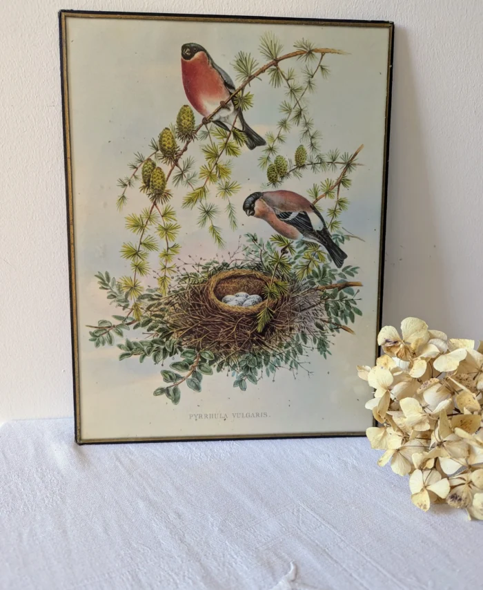 lithographie de John Gould bouvreuils sur une branche