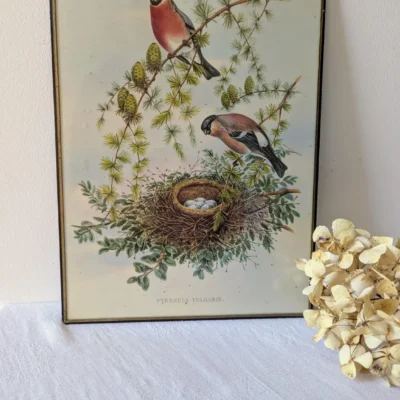 lithographie de John Gould bouvreuils sur une branche