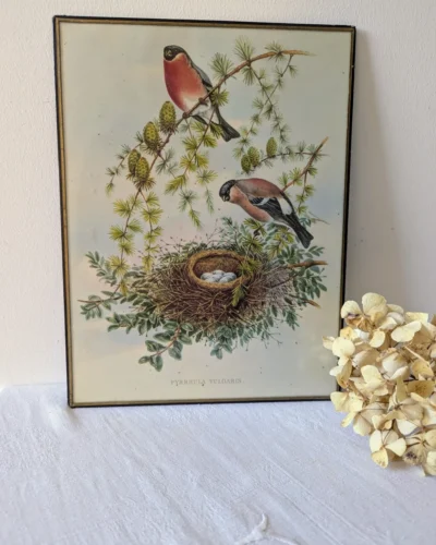 lithographie de John Gould bouvreuils sur une branche