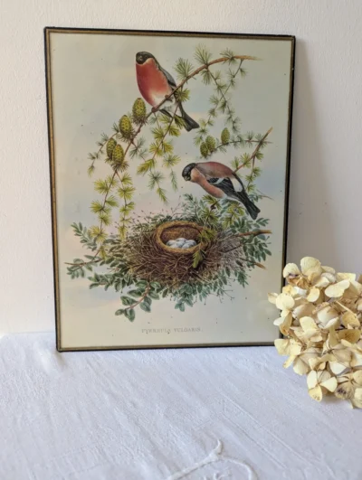 lithographie de John Gould bouvreuils sur une branche