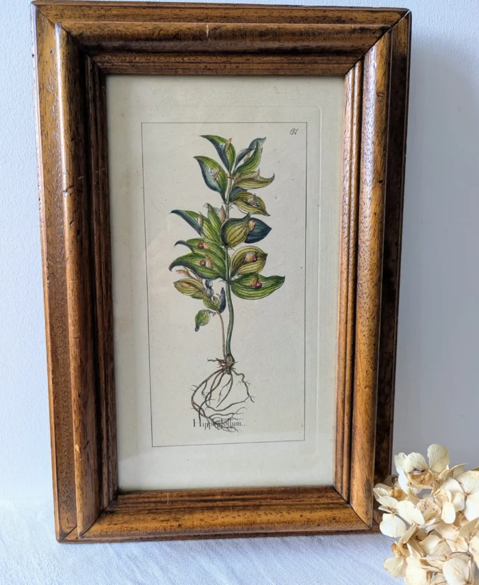 planche botanique ancienne Hippestollum encadrée, gravure florale numérotée 132 Villa Brieg