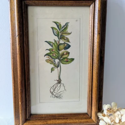 planche botanique ancienne Hippestollum encadrée, gravure florale numérotée 132 Villa Brieg
