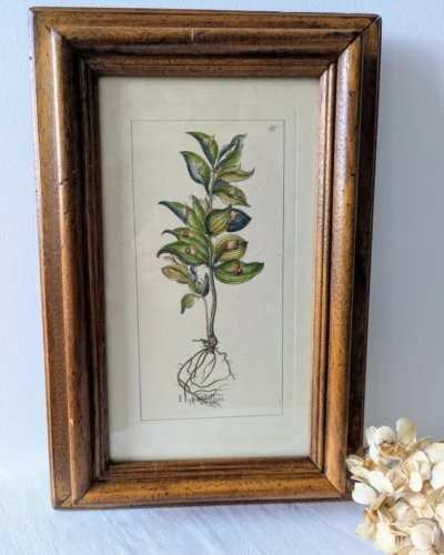 planche botanique ancienne Hippestollum encadrée, gravure florale numérotée 132 Villa Brieg