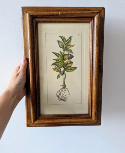 planche botanique ancienne Hippestollum encadrée, gravure florale numérotée 132 Villa Brieg