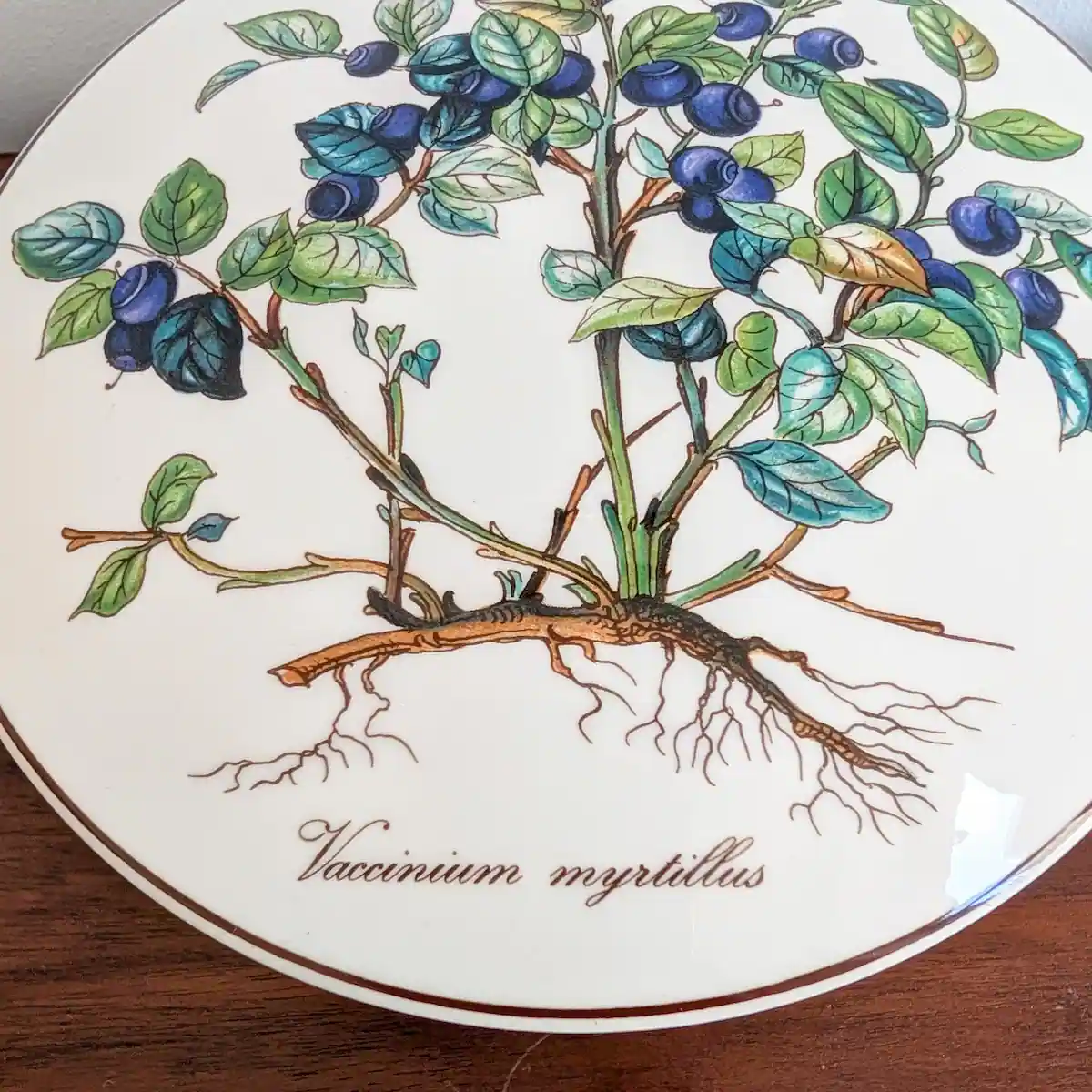 Gros plan sur l'illustration botanique Vaccinium myrtillus